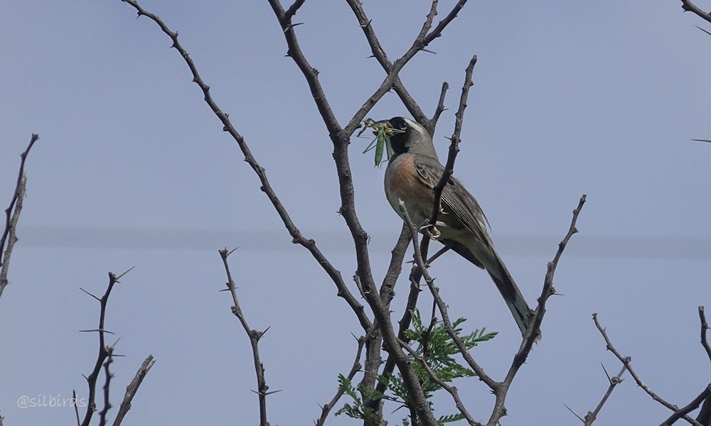 Many-colored Chaco Finch - ML624736223