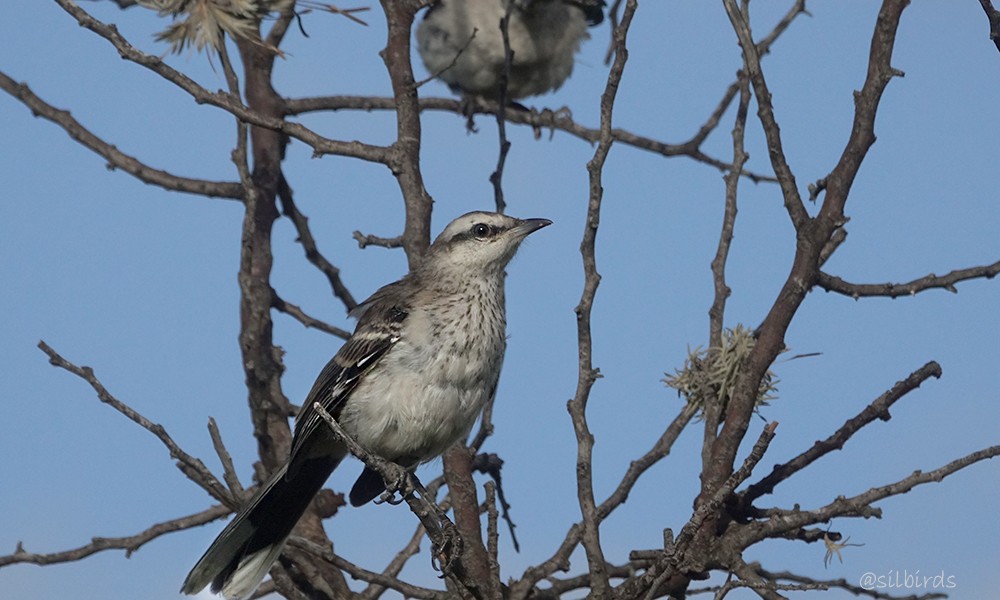 Chalk-browed Mockingbird - ML624736235