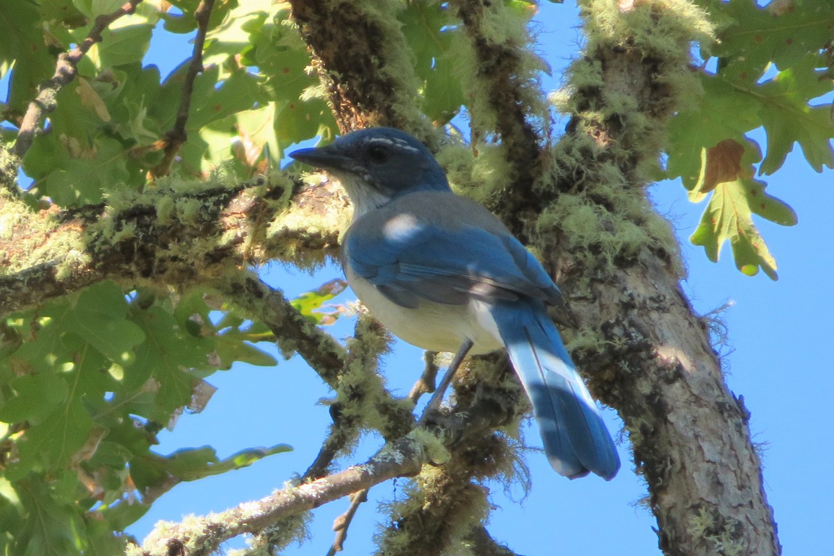 カリフォルニアカケス - ML624736239