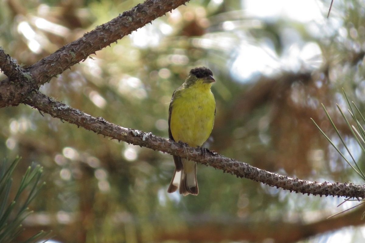 Lesser Goldfinch - ML624736258