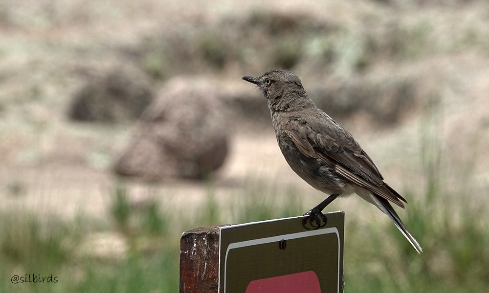 Black-billed Shrike-Tyrant - ML624736732