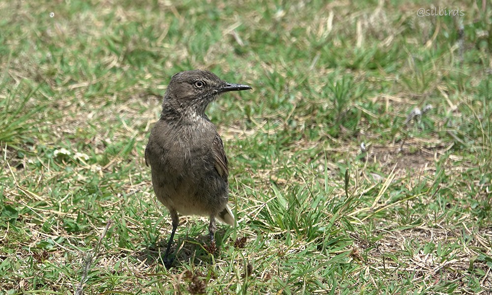 Black-billed Shrike-Tyrant - ML624736733