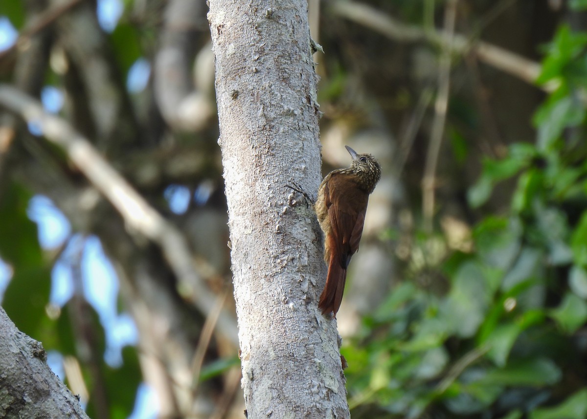 Dusky-capped Woodcreeper (Layard's) - ML624737077