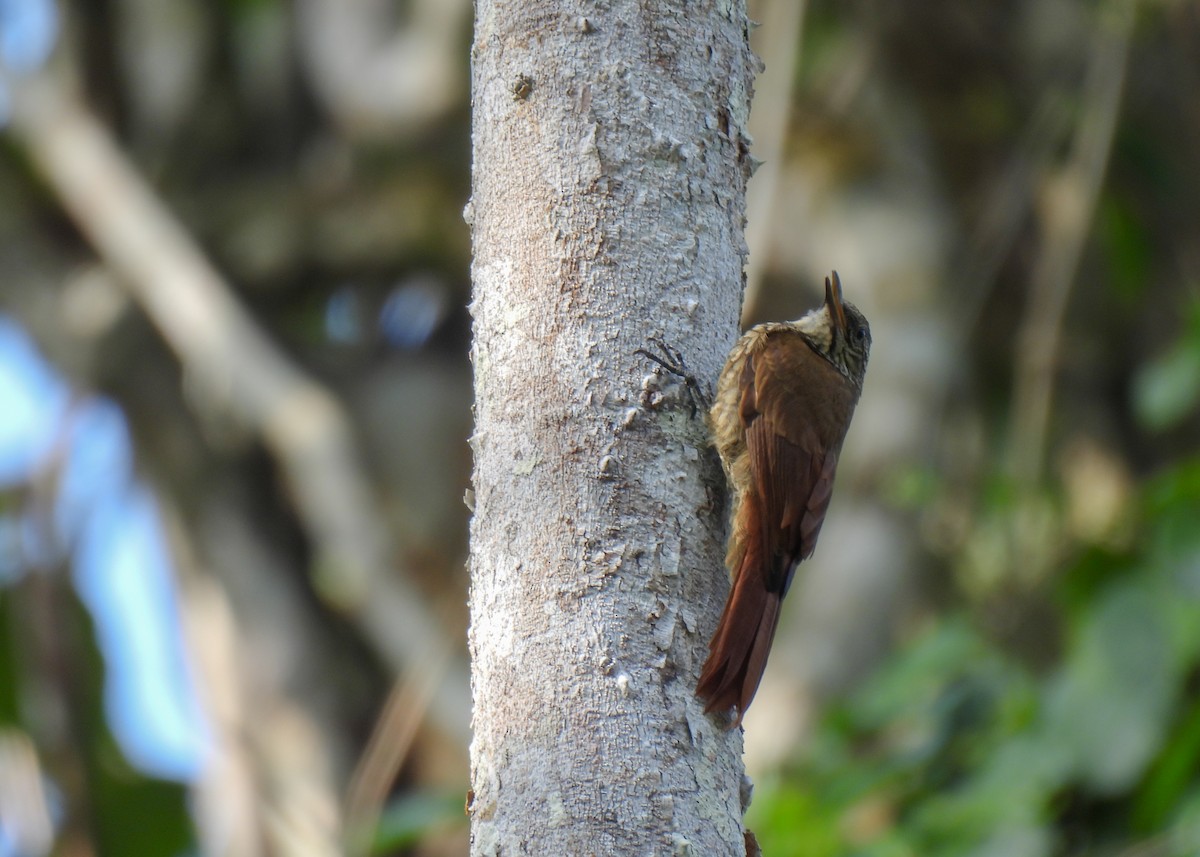 Dusky-capped Woodcreeper (Layard's) - ML624737079