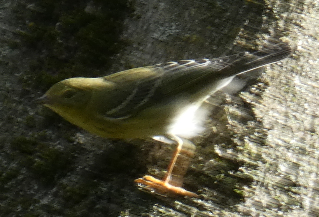 svarthetteparula - ML624737270