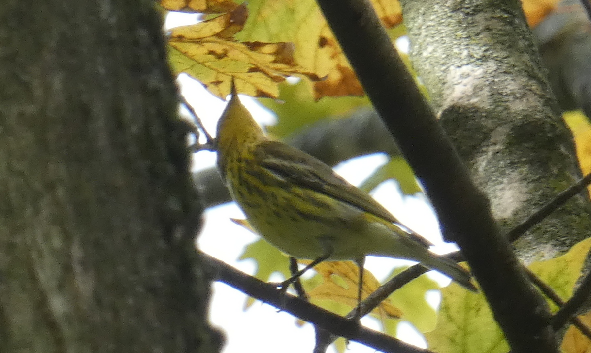 brunkinnparula - ML624737271