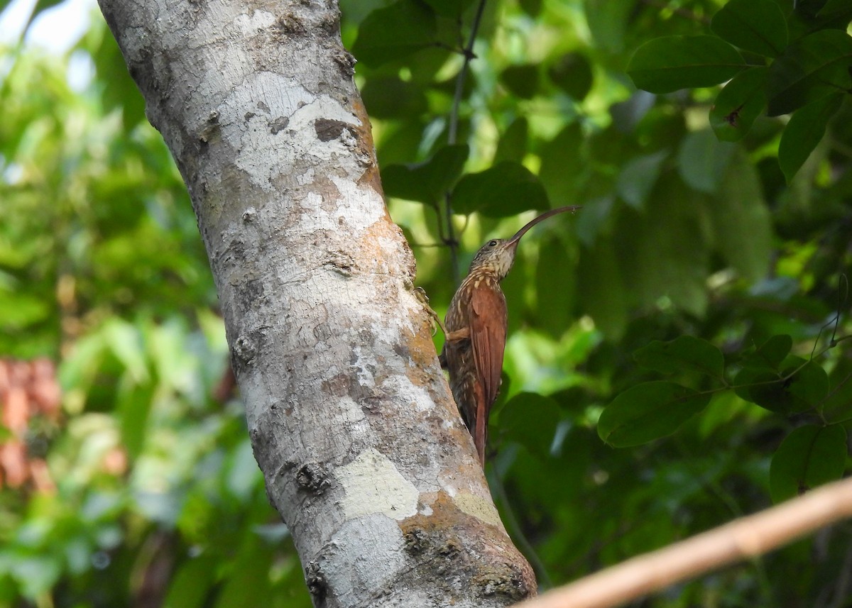 Xingu Scythebill - ML624737366