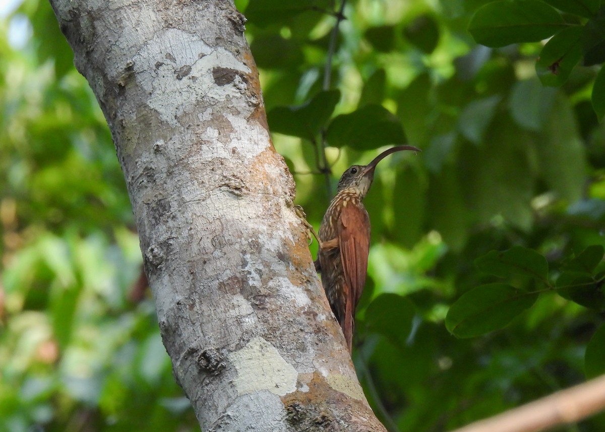 Xingu Scythebill - ML624737367