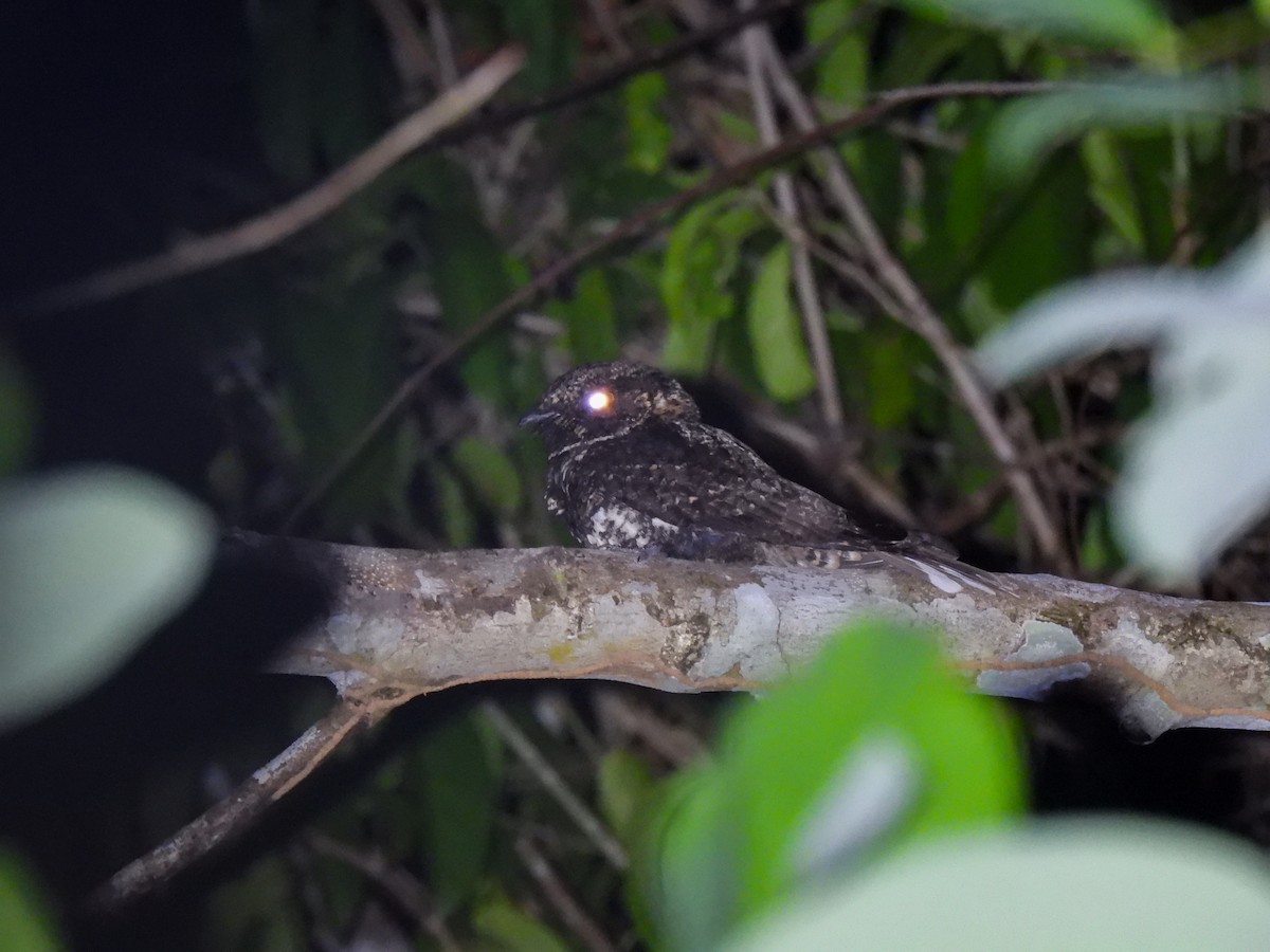 Silky-tailed Nightjar - ML624737603