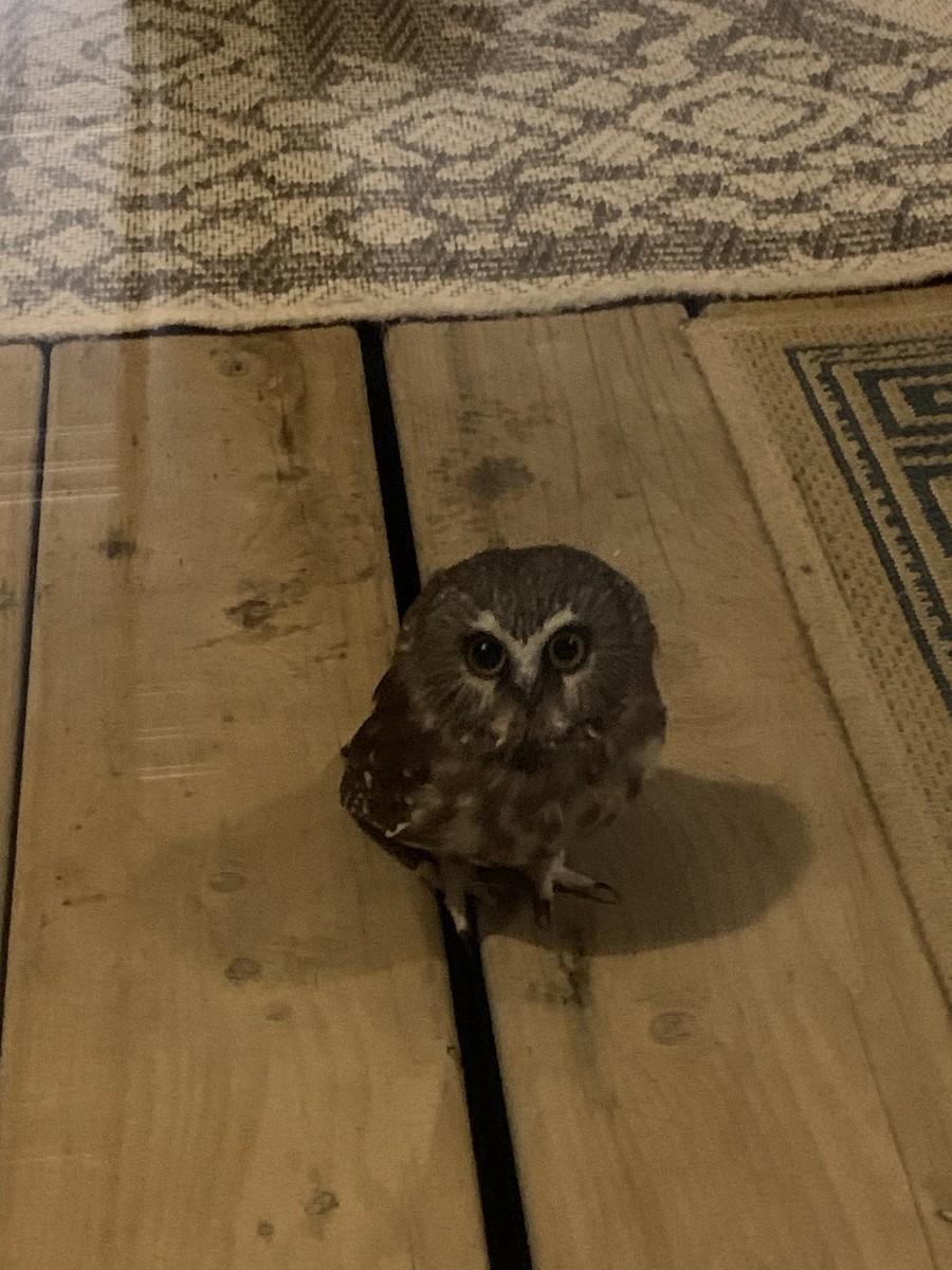 Northern Saw-whet Owl - ML624737729