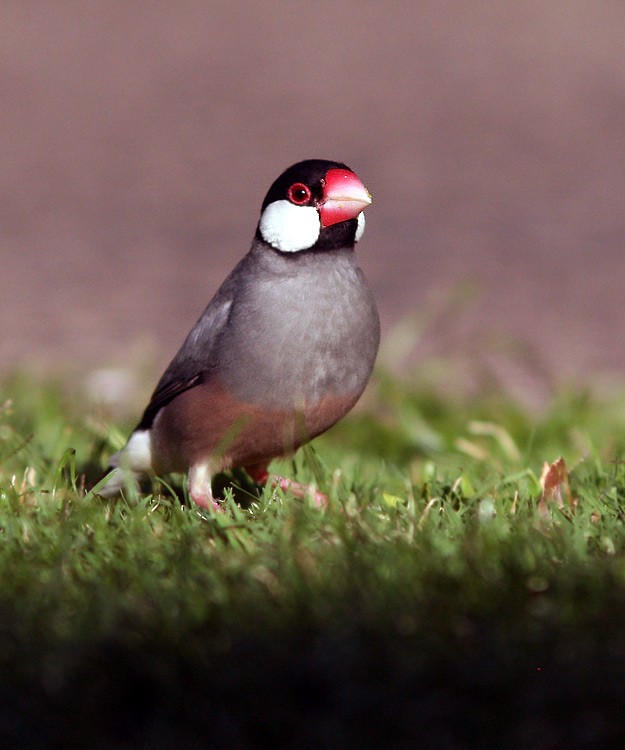 Java Sparrow - ML624737841