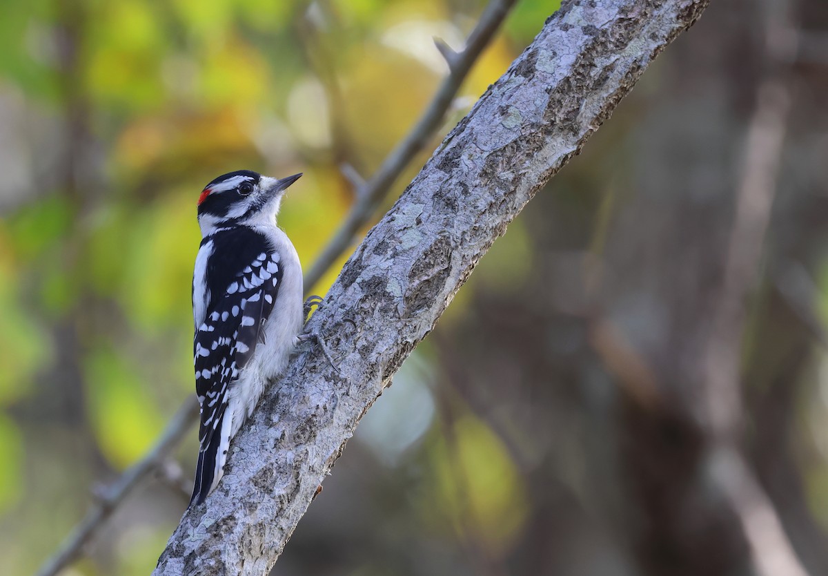 Downy Woodpecker (Eastern) - ML624737891
