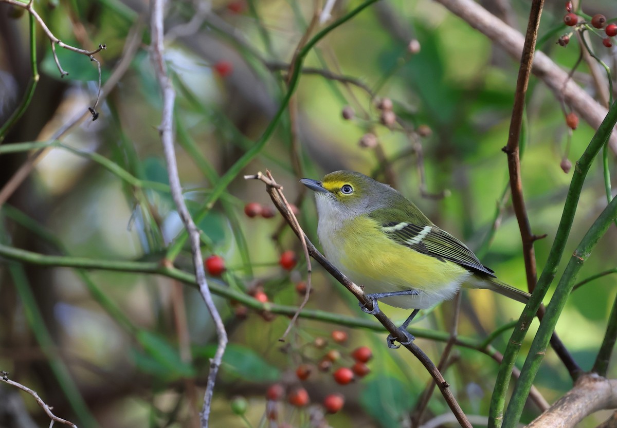 White-eyed Vireo - ML624737897