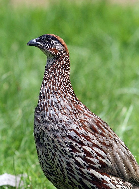 Erckel's Spurfowl - ML624737998