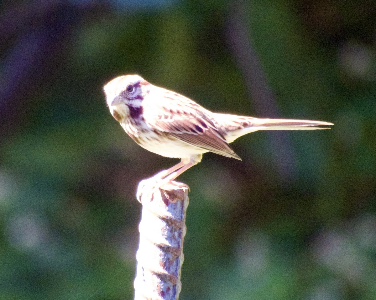 Song Sparrow - ML624738030