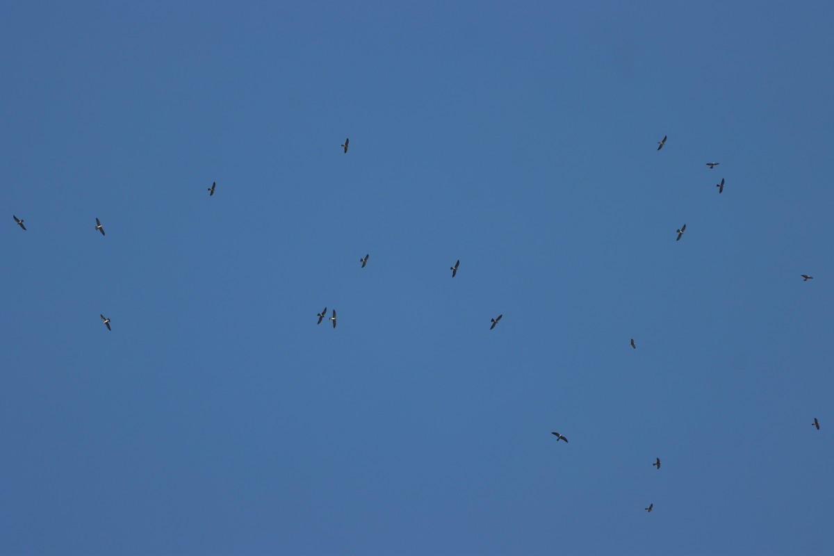 Mississippi Kite - ML624738233