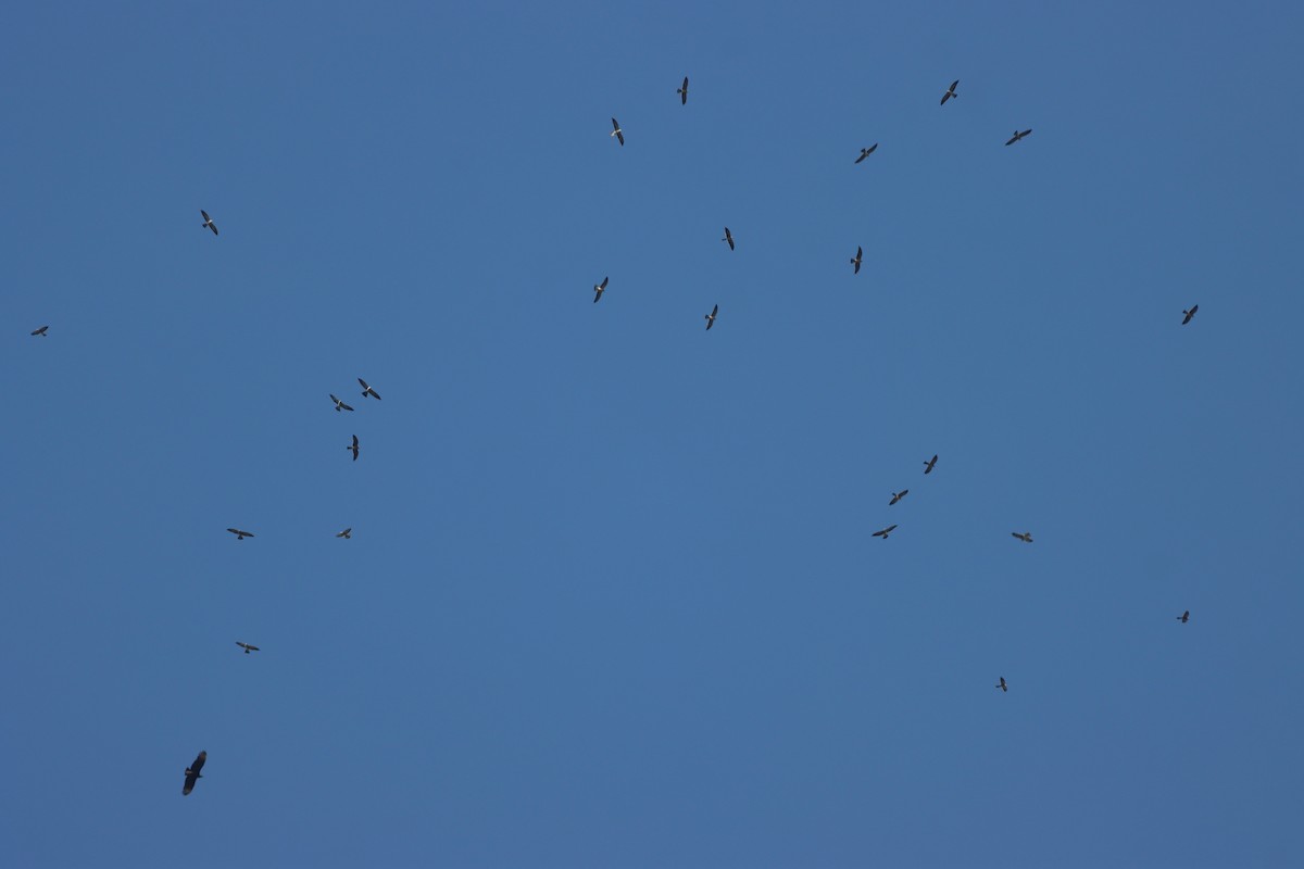 Mississippi Kite - ML624738235