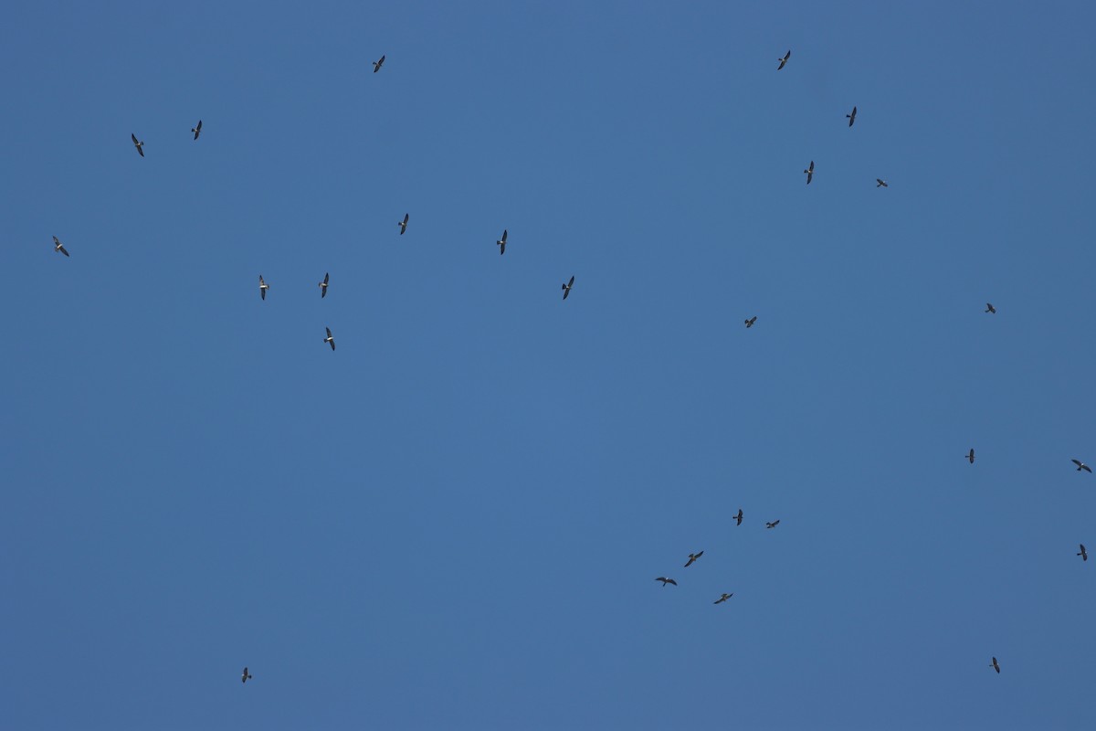 Mississippi Kite - ML624738236