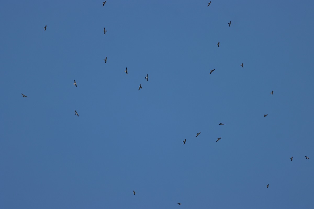 Mississippi Kite - ML624738237