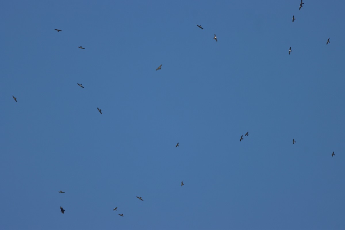 Mississippi Kite - ML624738238