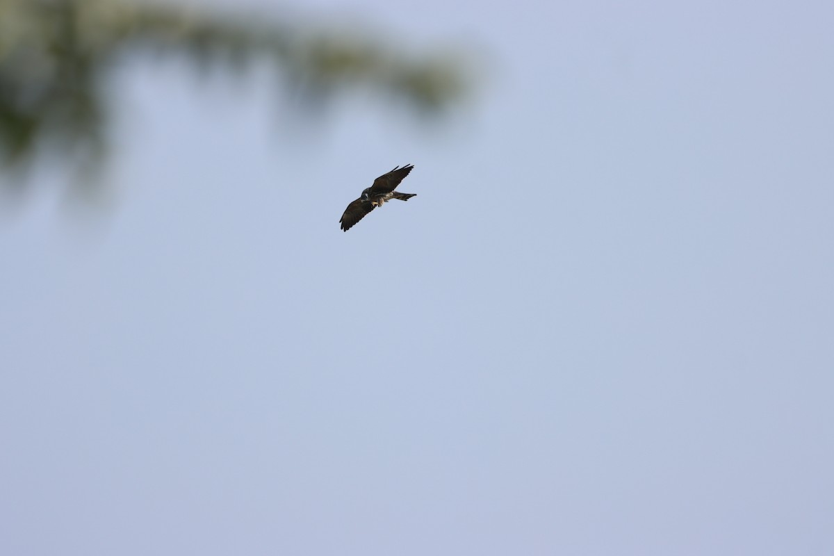 Mississippi Kite - ML624738245