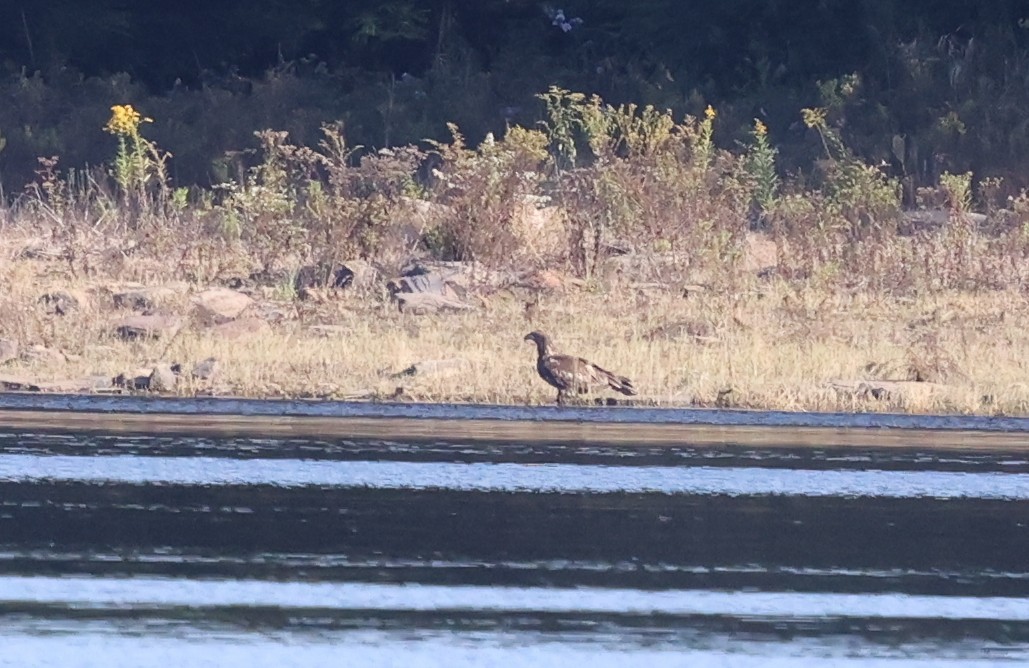 Bald Eagle - ML624738410