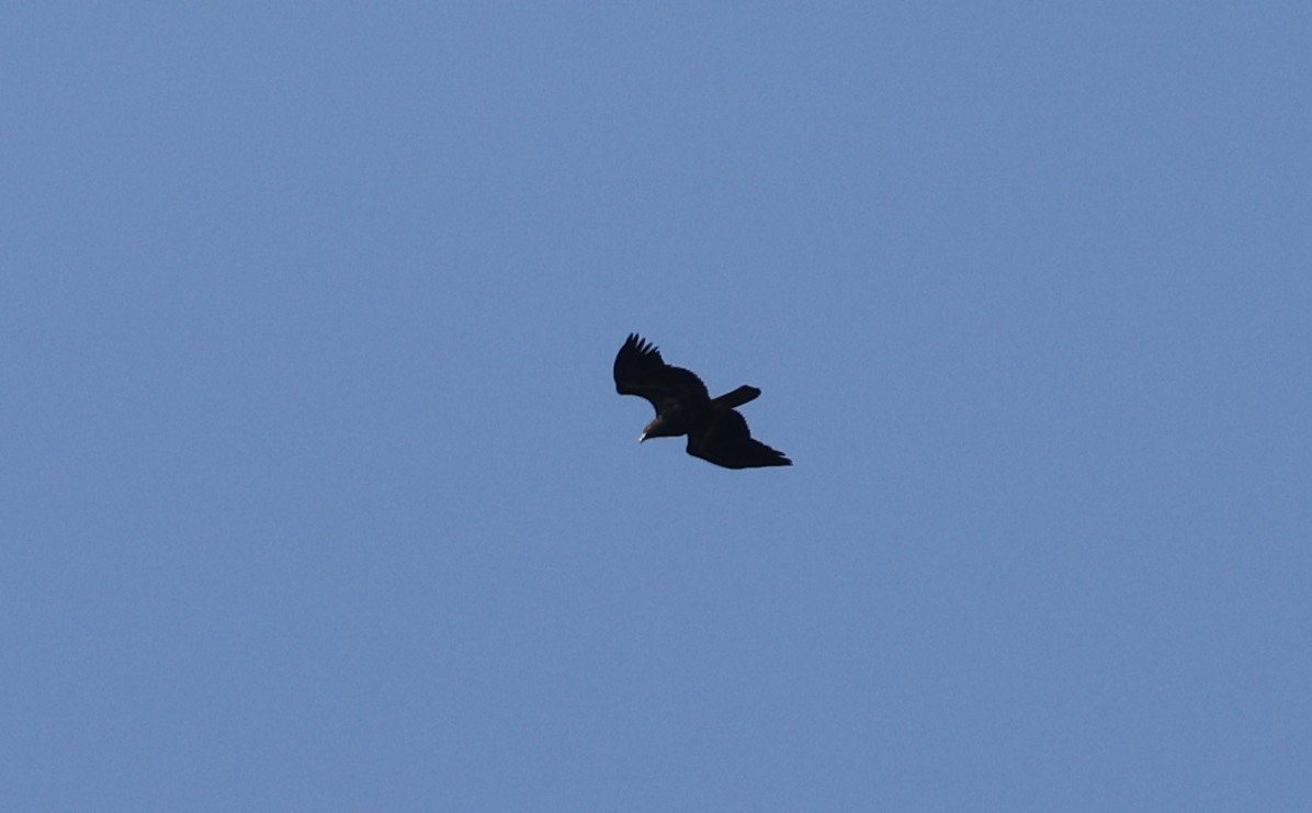 Bald Eagle - ML624738450