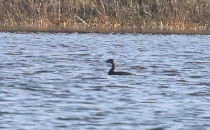 bird sp. - ML624738454