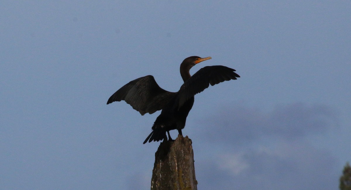 Double-crested Cormorant - ML624738909