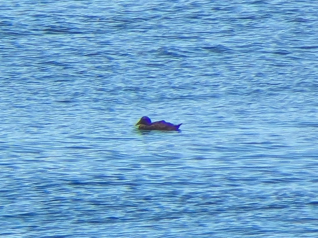 Common Eider - ML624739081