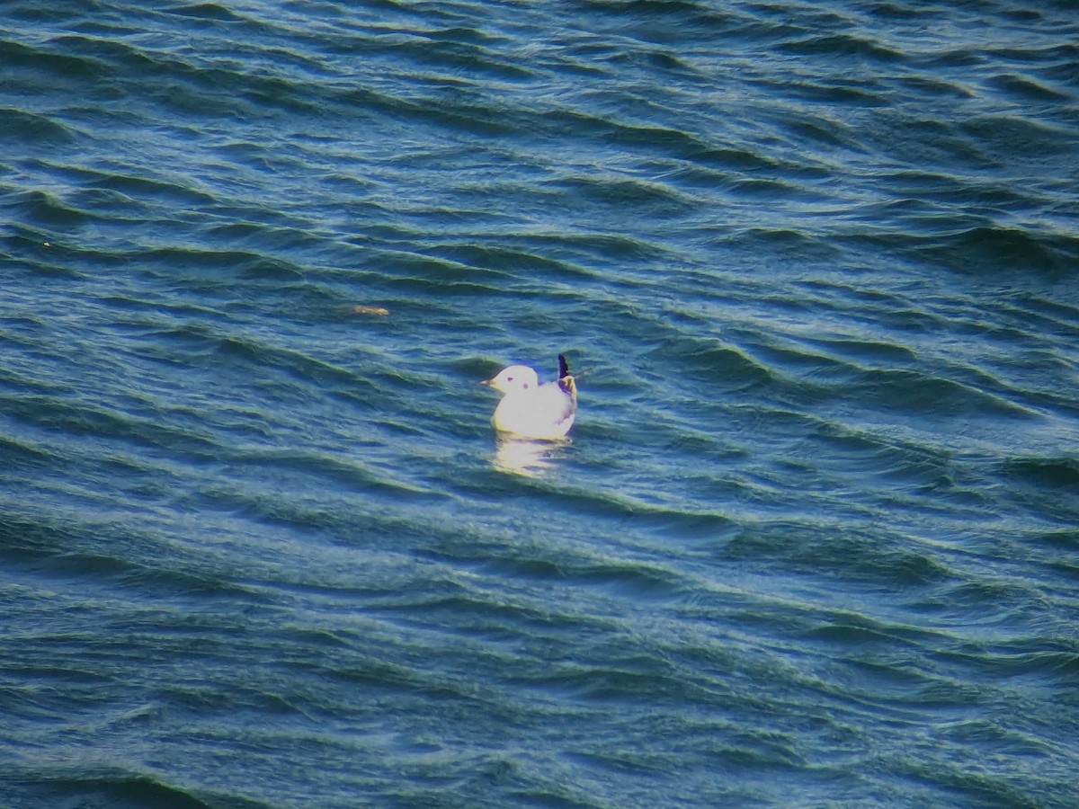 Bonaparte's Gull - ML624739157