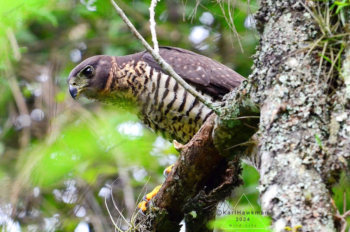 Collared Forest-Falcon - ML624739305