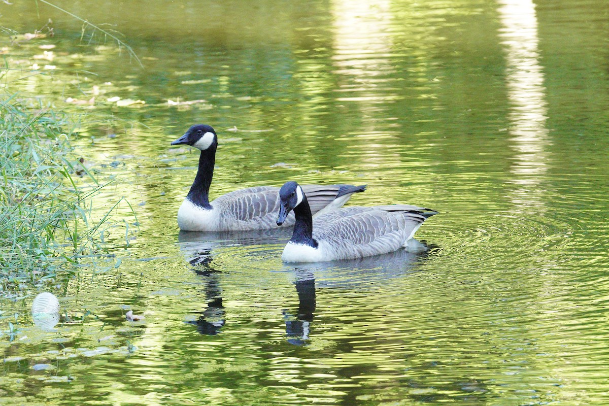 Kanadagans - ML624739334