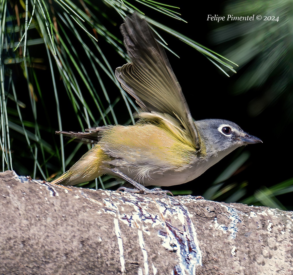 Blue-headed Vireo - ML624739361