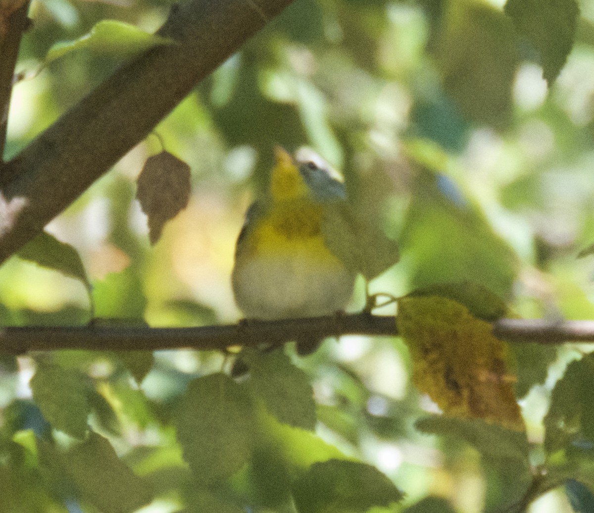 Northern Parula - ML624739496