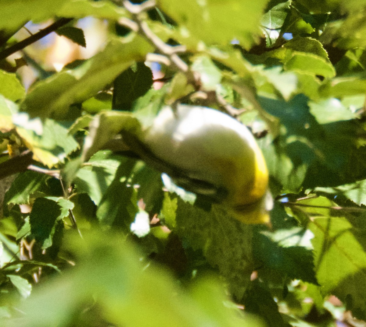Northern Parula - ML624739530