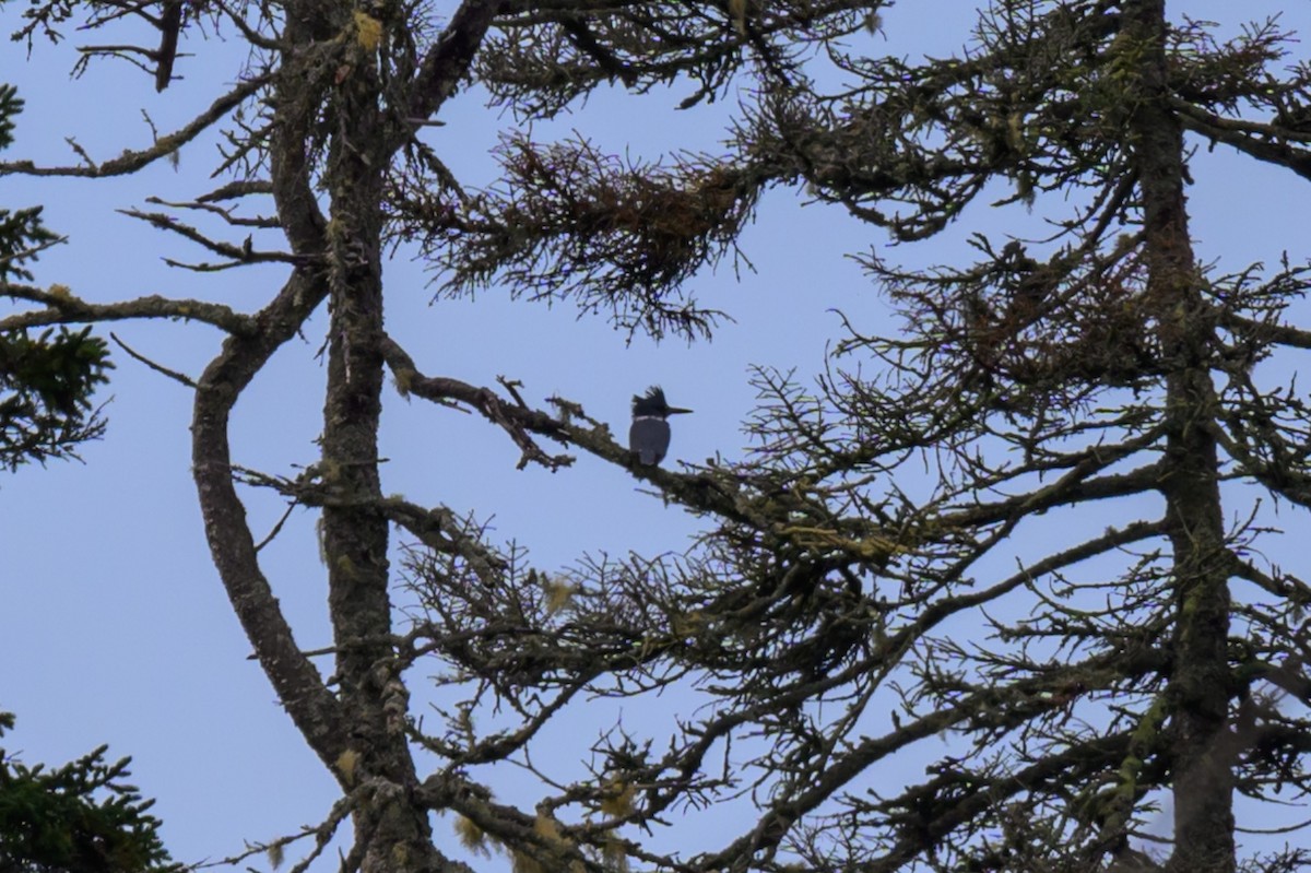 Belted Kingfisher - ML624740061