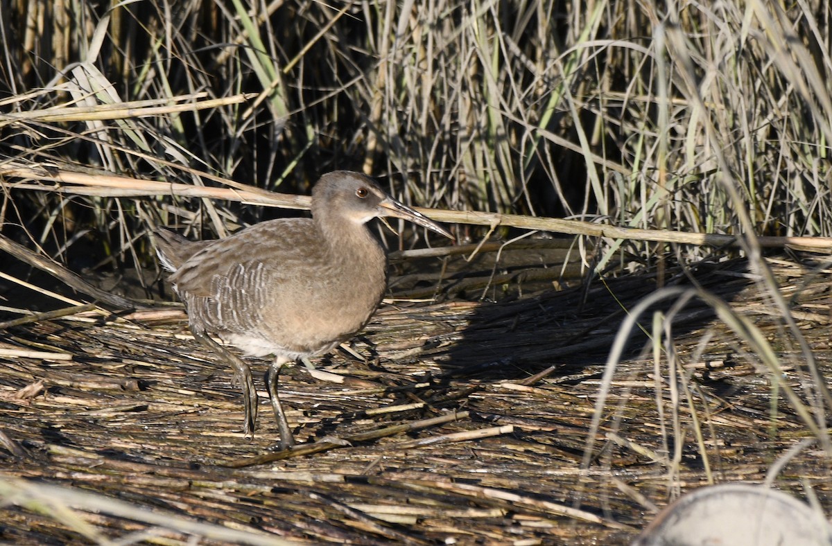 Clapper Rail - ML624740080