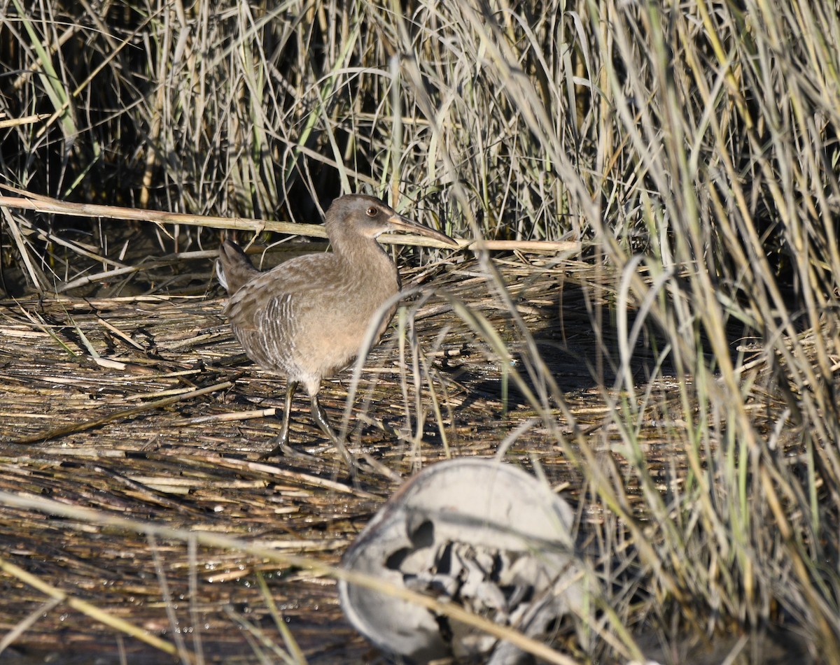 Clapper Rail - ML624740118