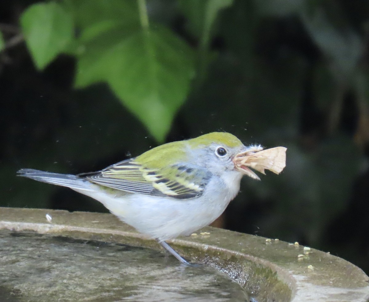 Chestnut-sided Warbler - ML624740151