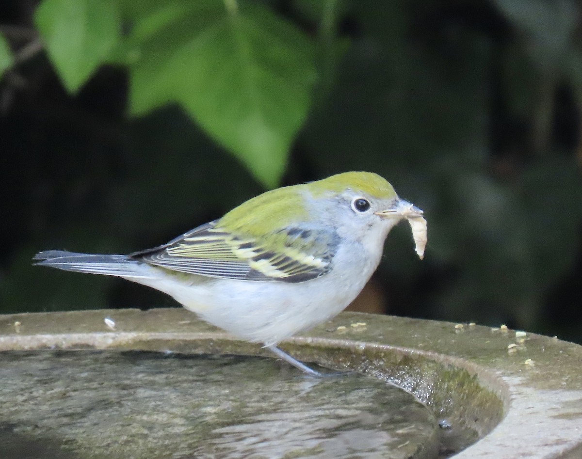 Chestnut-sided Warbler - ML624740152