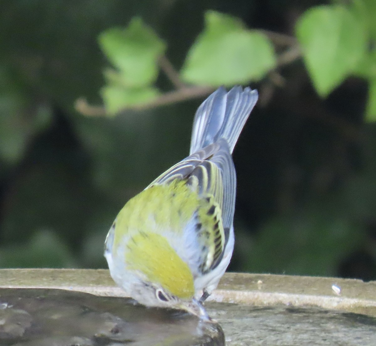 Chestnut-sided Warbler - ML624740153