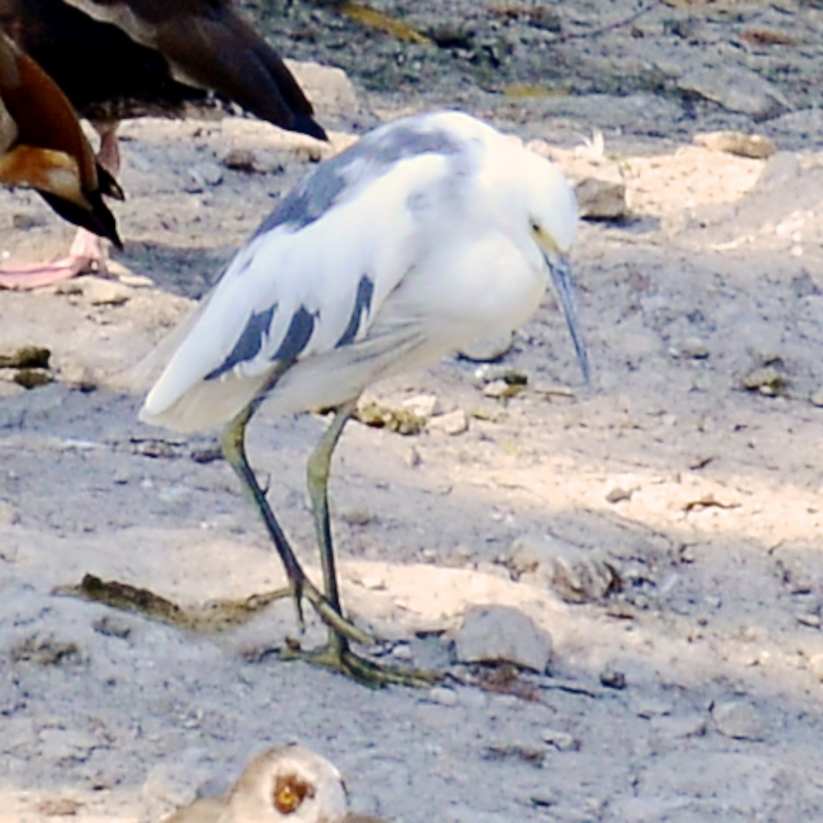 Little Blue Heron x Snowy Egret (hybrid) - ML624740187