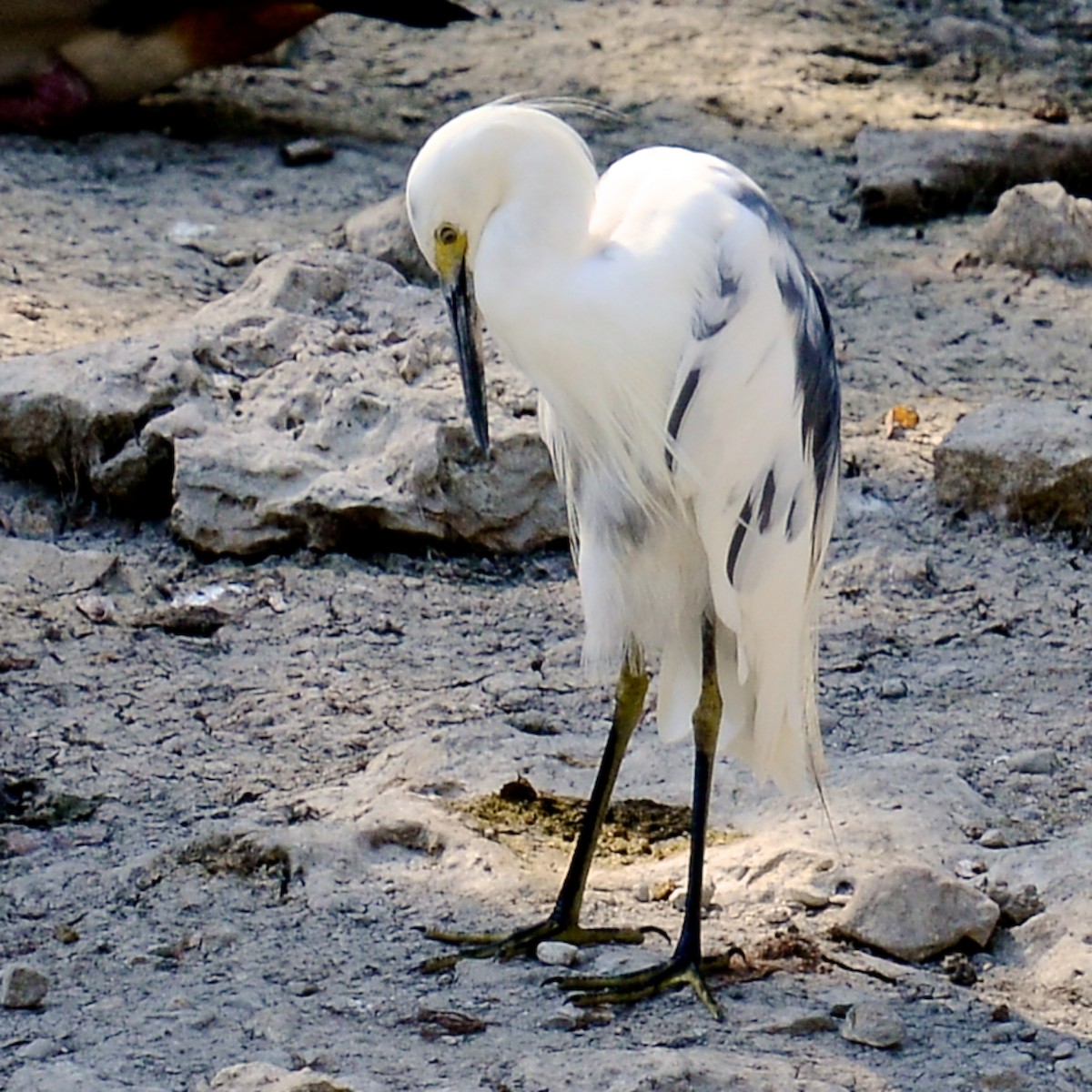 Little Blue Heron x Snowy Egret (hybrid) - ML624740189