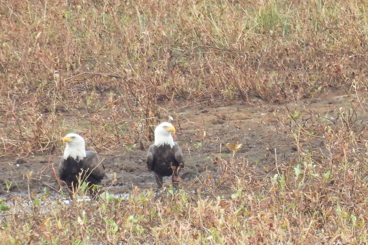 Bald Eagle - ML624741031