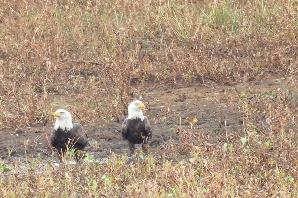 Bald Eagle - ML624741032