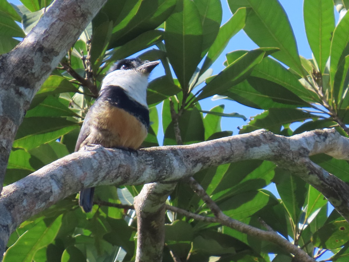 Buff-bellied Puffbird - ML624741194