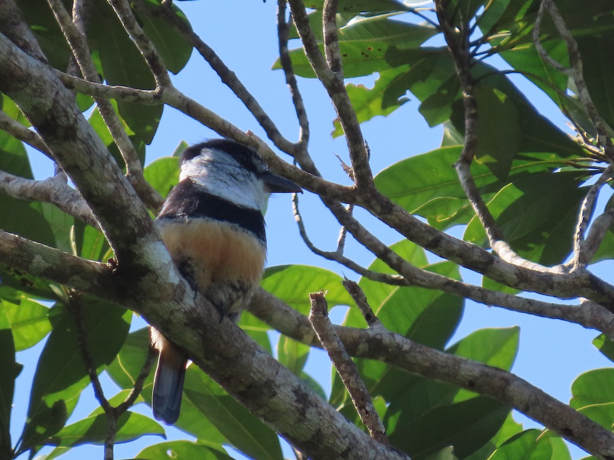 Buff-bellied Puffbird - ML624741195