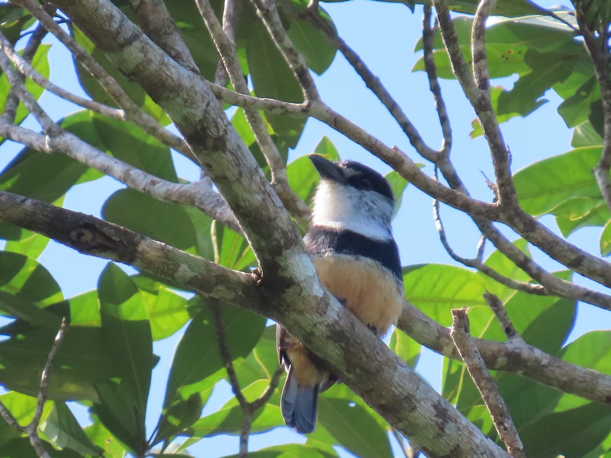 Buff-bellied Puffbird - ML624741196