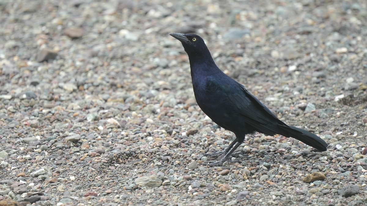 Great-tailed Grackle - ML624741204